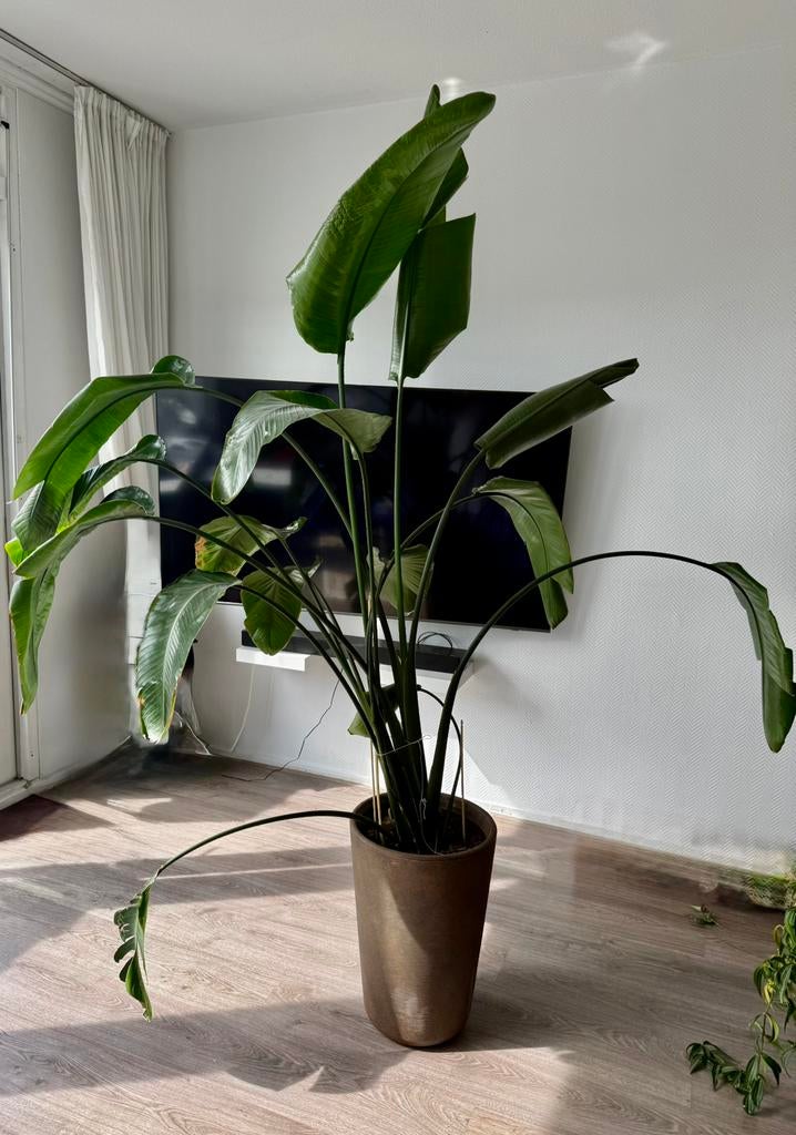Strelitzia 1,95 meter hoog, Huis en Inrichting, Kamerplanten, Ophalen, Halfschaduw, 150 tot 200 cm