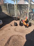 Grote Hanen en Kippen, Meerdere dieren, Kip