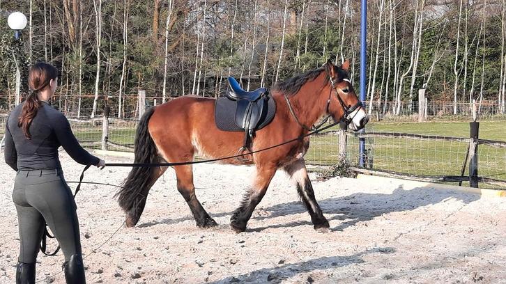 Stoere Rijnlandse koudbloed merrie – bijna 4 jaar - zadelmak, Dieren en Toebehoren, Paarden, Merrie, Zadelmak, 160 tot 165 cm