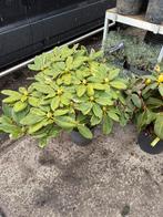 Rhodos flinke planten div  kleuren vol in knop 15,-pst, Vaste plant, Halfschaduw, Zomer, Ophalen