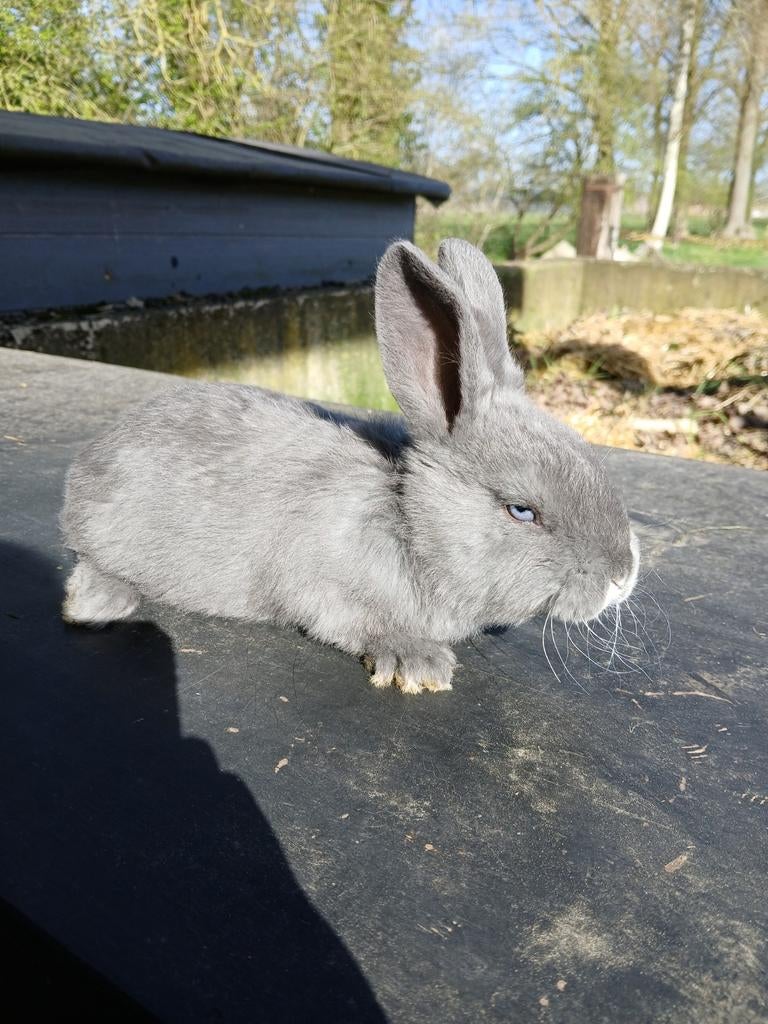 Mooi blauwe rex rammetje, Dieren en Toebehoren, Mannelijk, Middelgroot, 0 tot 2 jaar