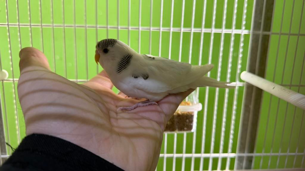 Tamme grasparkieten Babys, Meerdere dieren, Tam