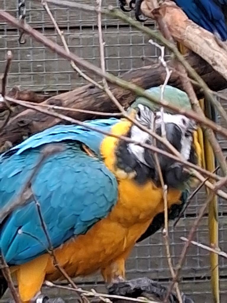 tekoop jonge blauwgele ara, Dieren en Toebehoren, Vogels | Parkieten en Papegaaien, Geslacht onbekend, Papegaai, Geringd