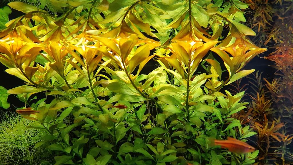 aquariumplanten, Dieren en Toebehoren, Vissen | Aquaria en Toebehoren, Ophalen, Gebruikt, Plant(en), Steen of Hout