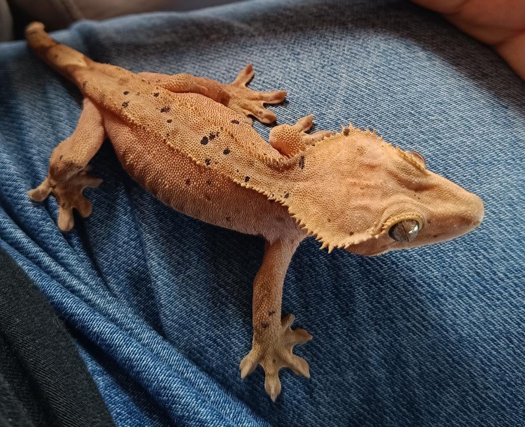 Wimpergekko vrouw superdalmatian lineage, Dieren en Toebehoren, Hagedis, 0 tot 2 jaar