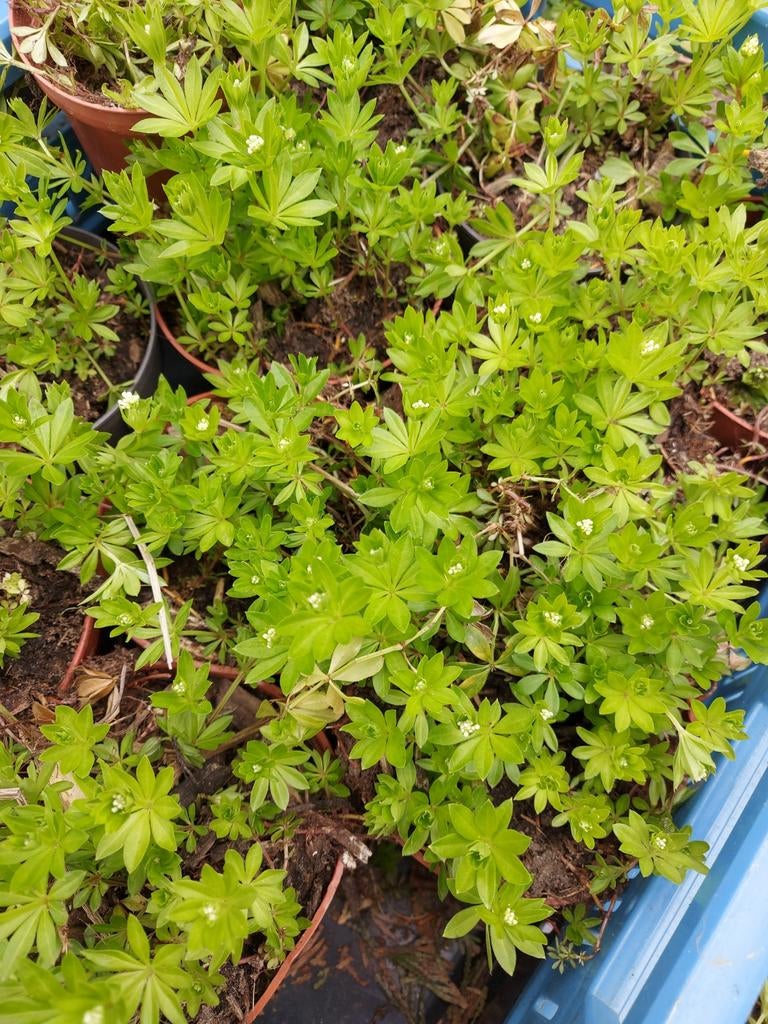 Lievevrouwebedstro Galium odoratum kruid en bodembedekker, Tuin en Terras, Planten | Tuinplanten, Vaste plant, Ophalen of Verzenden