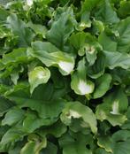 zanthedesia aethiopica, Tuin en Terras, Ophalen of Verzenden, Vaste plant, Overige soorten, Halfschaduw