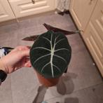 Alocasia Black Velvet, Ophalen of Verzenden, Halfschaduw, Minder dan 100 cm