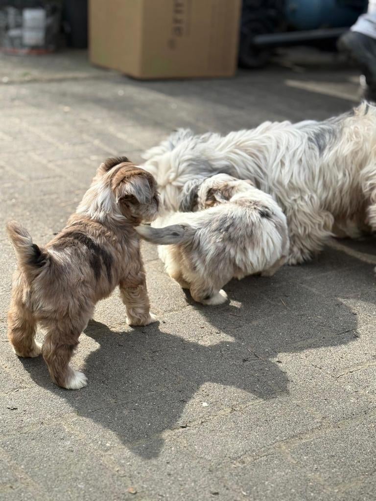 Leuke boomer pups, Overige rassen, 8 tot 15 weken, Parvo, Meerdere