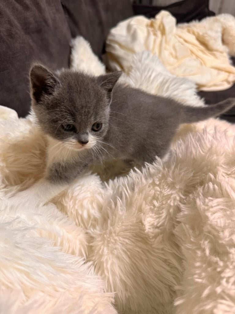 Britse Korthaar Katertjes, Kater, 0 tot 2 jaar