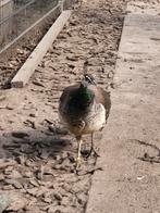 Koppel blauwe pauwen en 1 man te koop pauw, Meerdere dieren, Overige soorten