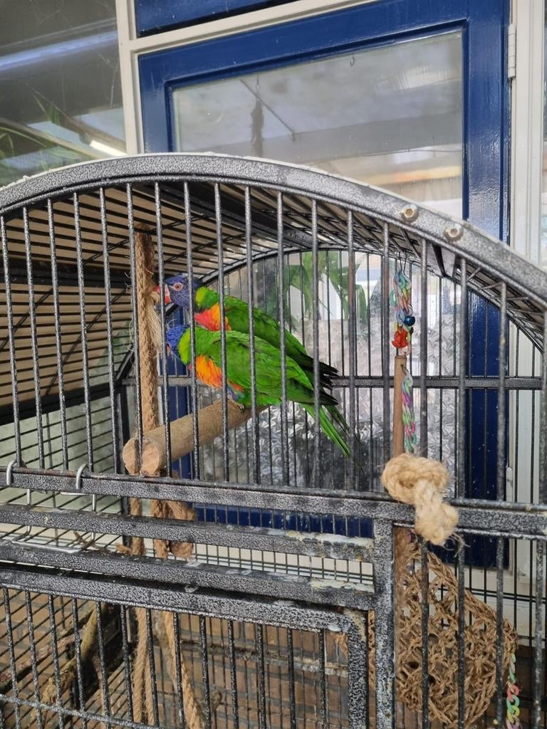 Lori, Meerdere dieren, Papegaai