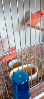 Te koop koppel rode kanaries, Dieren en Toebehoren, Vogels | Kanaries, Meerdere dieren, Kleurkanarie
