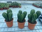 Cactussen 3 soorten zuilcactussen in de 17cm pot, Ophalen of Verzenden, Minder dan 100 cm, Volle zon, In pot