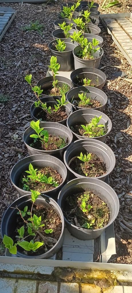 hortensia's wit strong annabell, Tuin en Terras, Overige soorten, Vaste plant, Ophalen of Verzenden, Halfschaduw