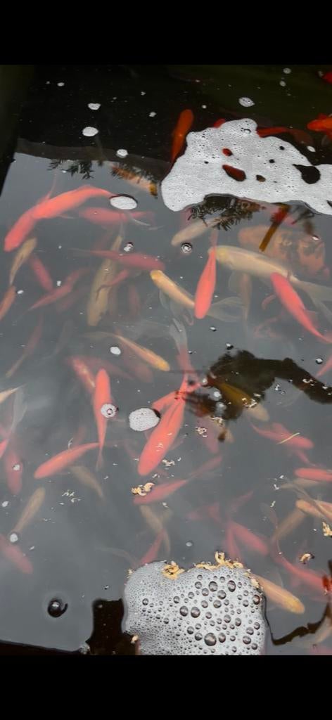 Vis vissen sluierstaart goudvis sarasah mooie grote, Goudvis(sen)