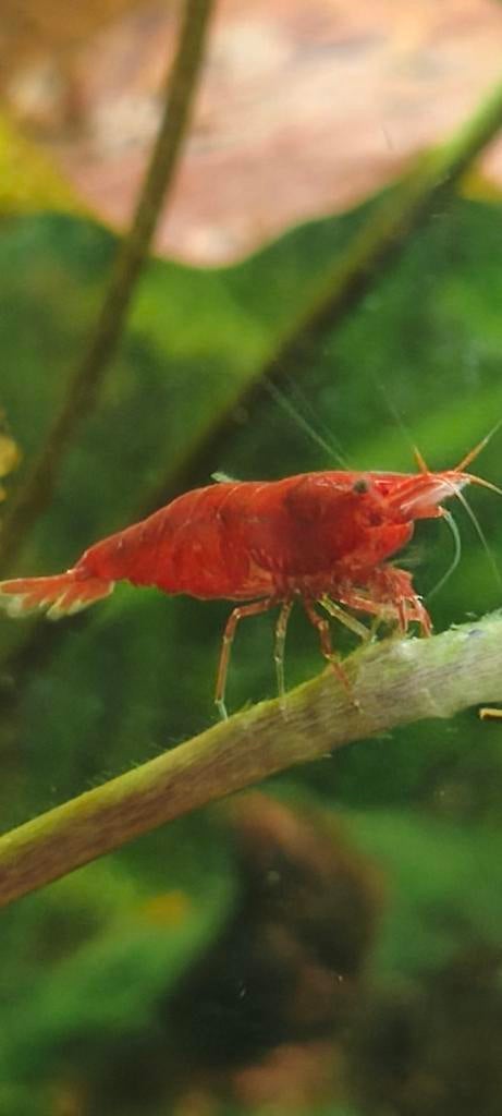 Rode Garnalen Bloody Mary, Kreeft, Krab of Garnaal