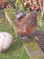 Zijdehoen haan, Mannelijk, Kip