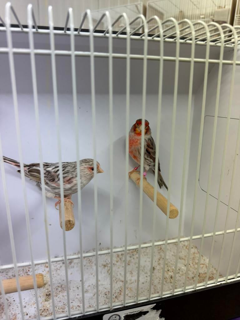 Broedrijp koppel agaat topaas rood mozaiek, Dieren en Toebehoren, Vogels | Kanaries, Meerdere dieren, Kleurkanarie