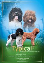 Franse Waterhondpups uit liefdevol en doordacht nest, Dieren en Toebehoren, Honden | Retrievers, Spaniëls en Waterhonden, Parvo