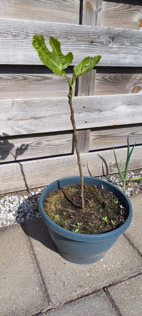 Vruchtdragende Brown Turkey vijgenstek, Tuin en Terras, Volle zon, Vaste plant, Ophalen of Verzenden, Zomer