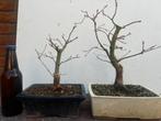 2x Japanse Esdoorn Bonsai - Deshojo, Tuin en Terras, Planten | Bomen, Ophalen, Bloeit niet, Halfschaduw, Overige soorten
