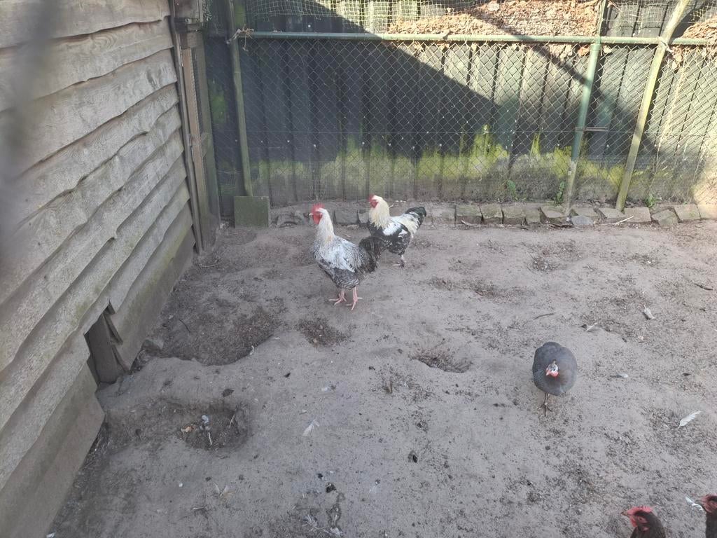 Grote hanen, Dieren en Toebehoren, Pluimvee, Mannelijk, Kip