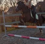 Leuke B Welsh pony, Ophalen, Overige soorten