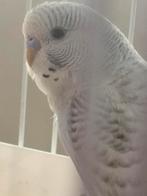 Leuke jonge parkietjes,lees snel verder., Dieren en Toebehoren, Vogels | Parkieten en Papegaaien, Meerdere dieren, Parkiet, Geringd