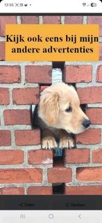 Ethans Ho-Oh EX Pokémon Kaart - BGS 10 Pristine, Ophalen of Verzenden, Nieuw, Losse kaart, Foil