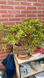 Kamerplant, Ophalen, Vetplant, Halfschaduw, Minder dan 100 cm