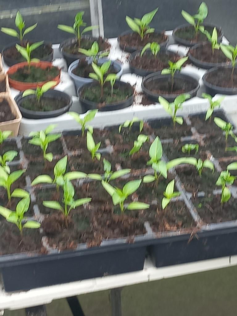 Jonge paprika planten, Ophalen of Verzenden, Volle zon
