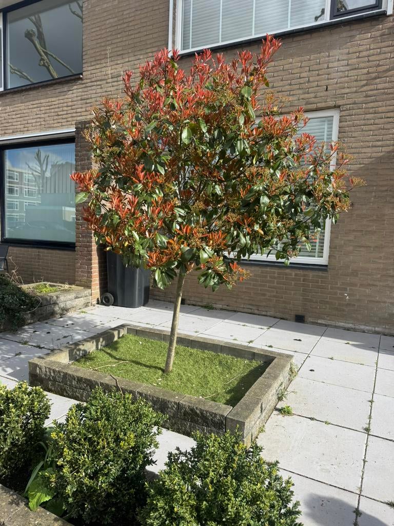 Photinia  fraseri ‘Red Robin boom, Tuin en Terras, Planten | Bomen, Halfschaduw, Lente, 100 tot 250 cm, Overige soorten
