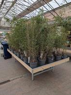Bamboe Fargesia 120 tot 140cm hoog, niet woekerend, Tuin en Terras, Ophalen, Bamboe, 100 tot 250 cm
