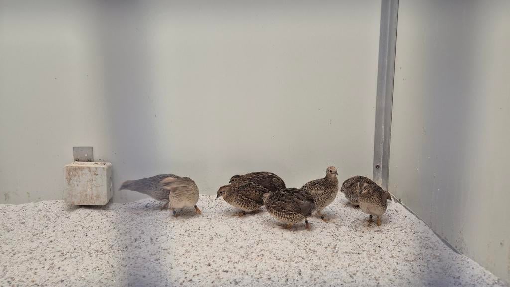 Chinese Dwergkwartels – Zuiver natuurbroed | Mannen & pop, Meerdere dieren, Geringd