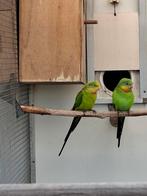 Diverse soorten vogels en toebehoren, Dieren en Toebehoren, Meerdere dieren, Parkiet, Geringd