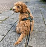 AnnyX tuigje / Y-tuig hond & puppy Hondentuig Anny-X, Ophalen of Verzenden, Nieuw