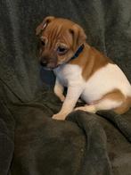 jack russell puppy ( 8 weken), Jack Russell Terriër, 8 tot 15 weken, Parvo, Meerdere