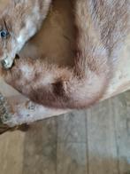 Zeer oude bontsjaal nerts in nieuwstaat, Ophalen of Verzenden