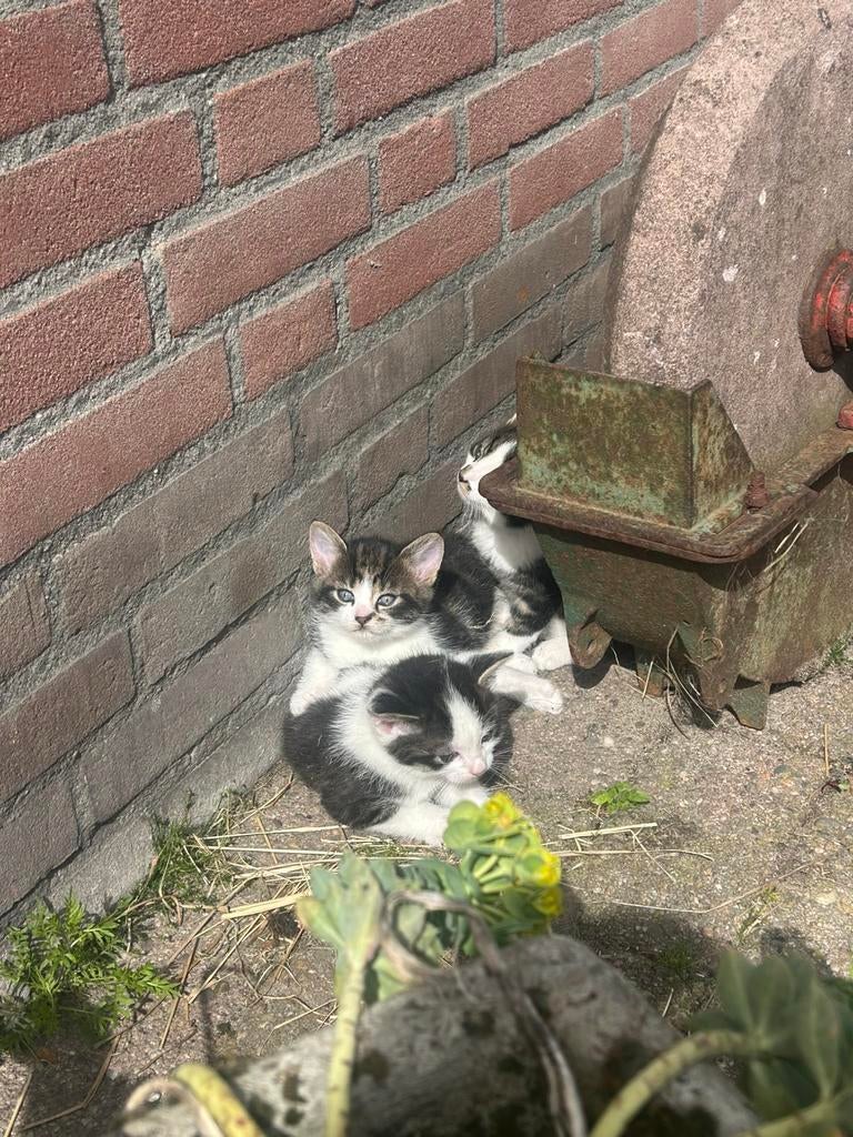 Schattige kittens, Dieren en Toebehoren, Katten en Kittens | Overige Katten, Meerdere dieren, Kortharig