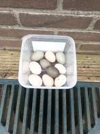 Broed / Consumptie eieren (Cayuca eenden), Dieren en Toebehoren, Pluimvee, Meerdere dieren, Eend