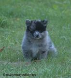 Pomsky pups met EPR stamboom., Dieren en Toebehoren, Honden | Poolhonden, Keeshonden en Oertypen, Reu, CDV (hondenziekte), 8 tot 15 weken