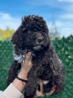 Lagotto Romagnolo pups, Overige rassen, CDV (hondenziekte), 8 tot 15 weken, Meerdere