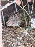 Nog een koppeltje chinese kwartels, Dieren en Toebehoren, Vogels | Kanaries, Meerdere dieren, Kleurkanarie