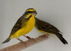 Mozambique sijs - Serinus mozambicus, Dieren en Toebehoren, Vogels | Overige Vogels, Meerdere dieren, Tropenvogel, Geringd