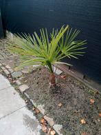Winter harde Palmboom, Ophalen, Halfschaduw, Lente, Minder dan 100 cm