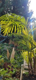 Palm, Ophalen, Halfschaduw, Minder dan 100 cm