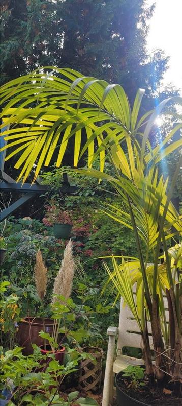Palm  beschikbaar voor biedingen