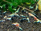 Panda OE, King Kong OE, Blue Bolt OE, Black Pinto OE, Taiwan, Dieren en Toebehoren, Kreeft, Krab of Garnaal, Zoetwatervis