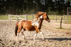 vosbonte ruin, 12 jaar, maat C pony., Dieren en Toebehoren, Paarden, Ruin, Recreatiepaard